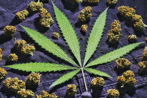 Qu'est-ce que les Small Buds ?