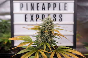 Variété - Pineapple Express