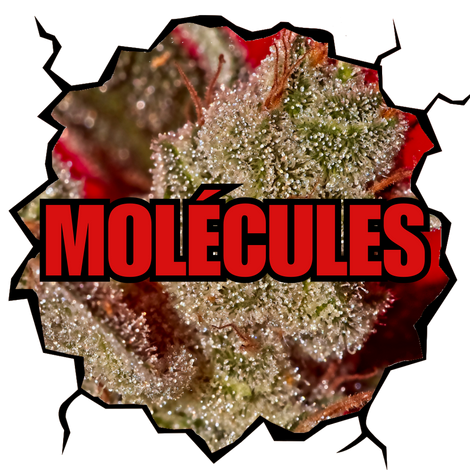 MOLÉCULES