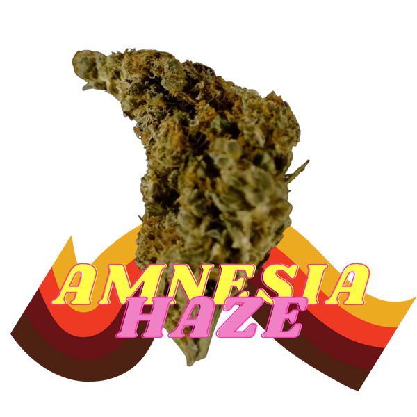 Amnésia Haze | Indoor | 3,7% CBD