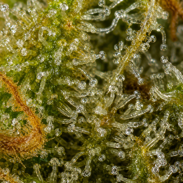 Arctic Diesel | Cryo | 4.55% CBD