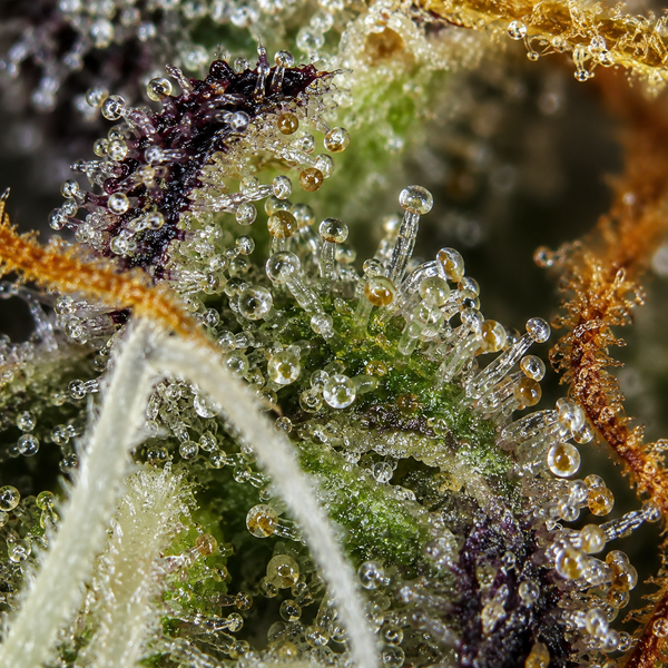 Blueberry Muffin | Greenhouse | 17% CBD