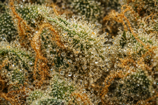 Dark Saphir | Happy Pousse | 8,4% CBD