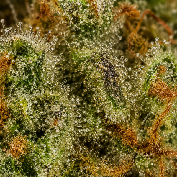 Gelato | Cali Strain | 13,30% CBD