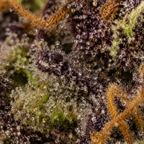 Legendary O.G | Hydro | 13% CBD