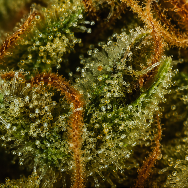 Lemon Grace | Happy Pousse 🏆 | 17% CBD