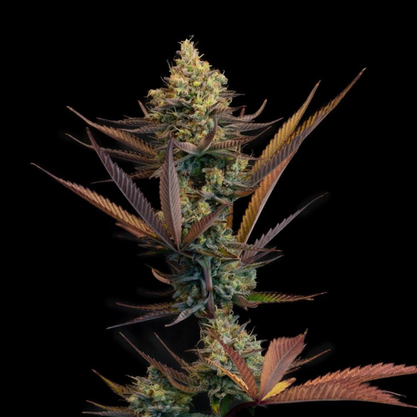 Lemon Grace | Happy Pousse 🏆 | 17% CBD