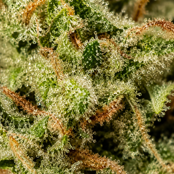MAC 1 | Cali Strain | 14,36% CBD