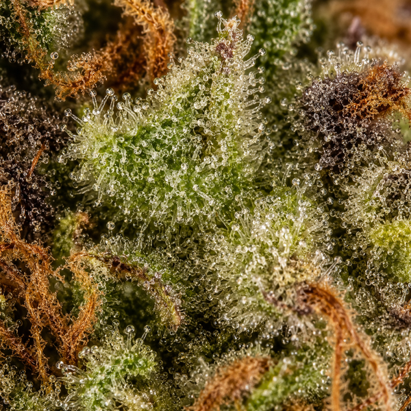 Pineapple Cookie | Ferme En Herbe | 16% CBD