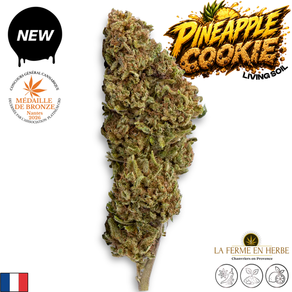 Pineapple Cookie | Ferme En Herbe | 16% CBD
