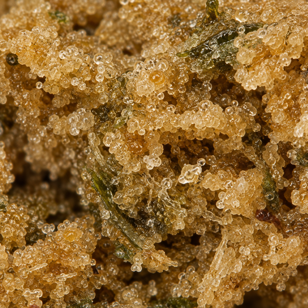 Pollen Cali | Pollen | 31% CBD