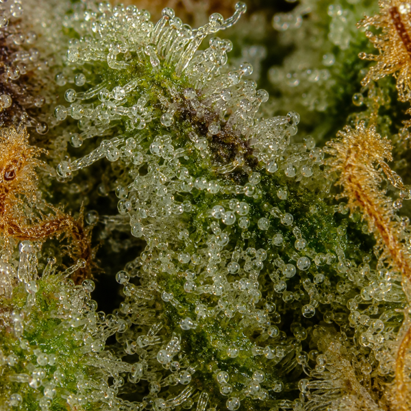 Snake Poison | Glasshouse | 15% CBD
