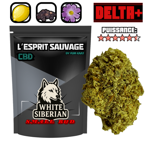 White Siberian | Small Bud | 10% 10-OH-HHC