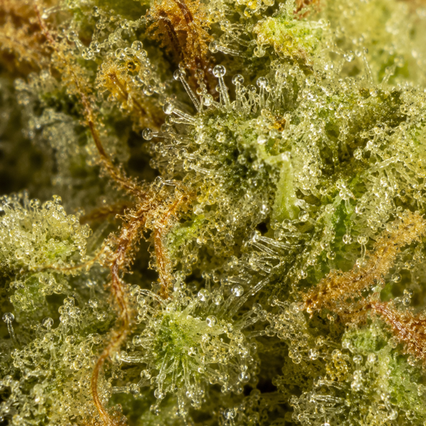 Zkittlez | Cali Strain | 19,19% CBD