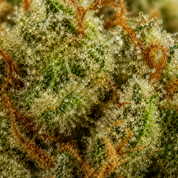 Blueberry | Hydro | 13% CBD